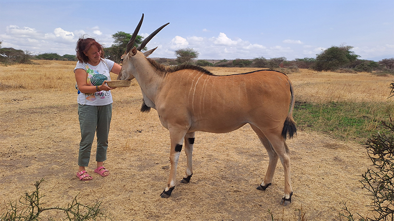 Serval, antilopa najveća